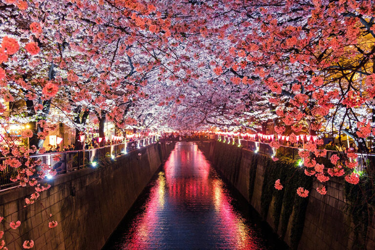 Cherry blossoms along the Meguro River in Japan