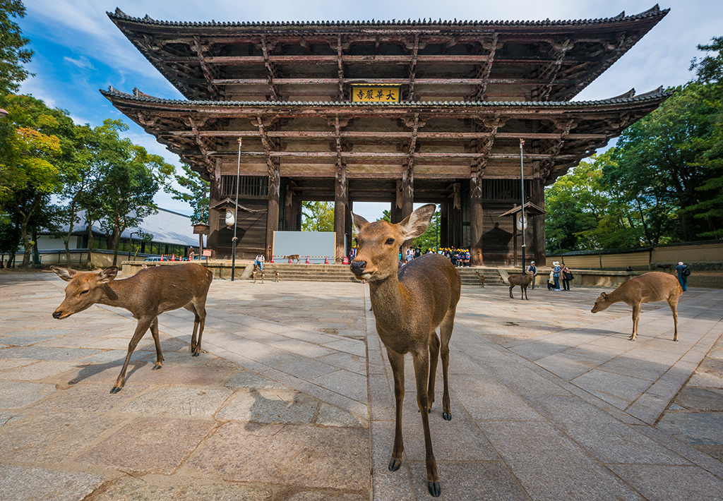 Nara Park deer and Todaiji in Japan